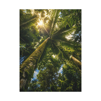 Sunlight filtering through a canopy of tall trees in a forest