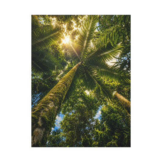 Tropical Palm Tree Canvas Wall Art — Matte Stretched Nature Print